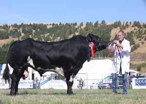 cattle judging